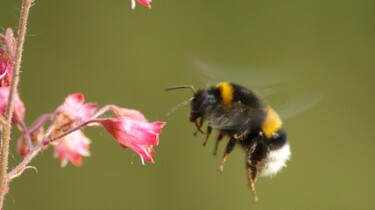 Hoe vliegen insecten?