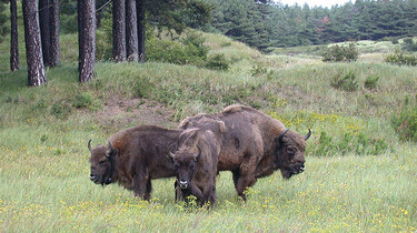 De wisent