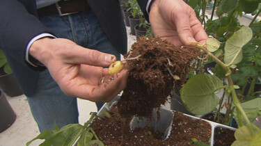 Hoe teel je een nieuwe aardappelsoort? 