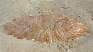 Eiertrossen op het strand