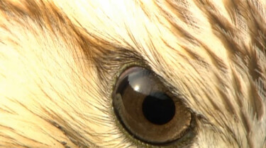 Vogels op jacht