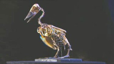 Het skelet van een vogel