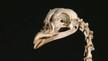 Skeletten van vogels