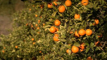 Sinaasappels op Sicilië