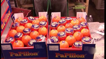 Waar komen sinaasappels vandaan?