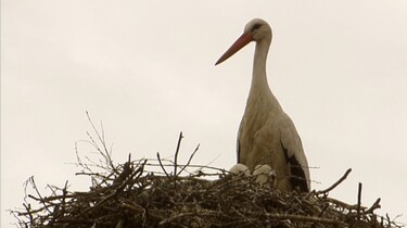 Een ooievaar ringen 