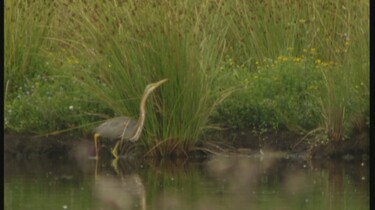 De purperreiger