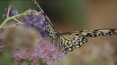 Tropische vlinders