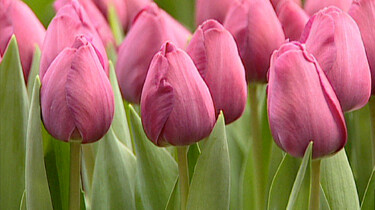 Tulpen in een kas