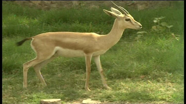 De gazelle