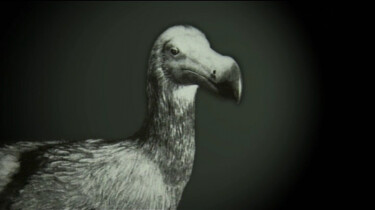 De dodo