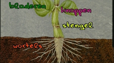Eten van een plant