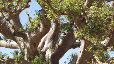 De Baobab boom
