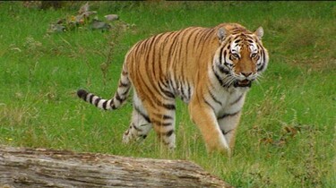De Siberische tijger