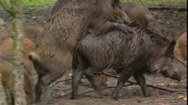 De paartijd van de wilde zwijnen