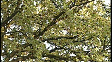 Bomen in de herfst