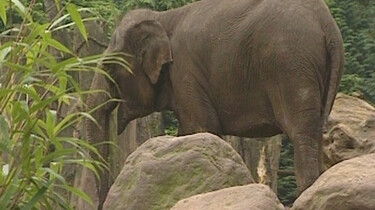 De dierentuin