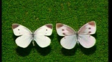 Vlinders zien ultraviolet licht