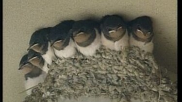 Zwaluwen bouwen een nest