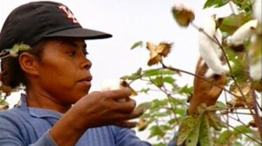 Werken op een katoenplantage