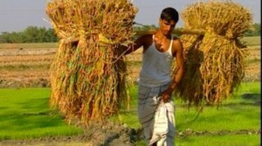 Rijstbouw in Bangladesh