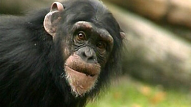 De chimpansee