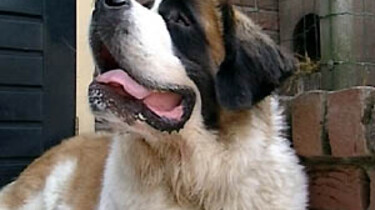 Hoe verzorg je een hond?