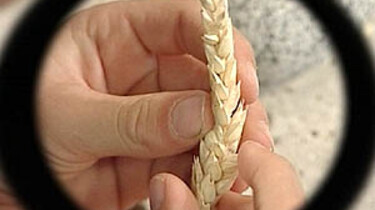 Brood
