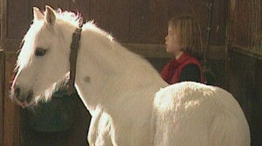 Pony
