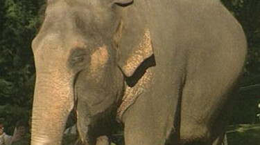 Olifant