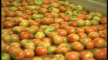 Tomaten plukken