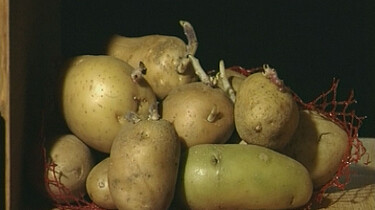 Hoe groeit een aardappel?