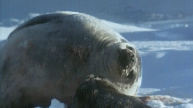 Geboorte van een zeehond