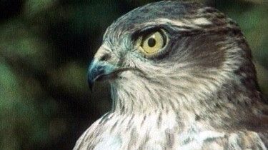 Havik jaagt op vogels