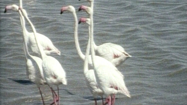 Voortplanting van de flamingo