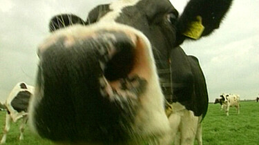 Kaas maken