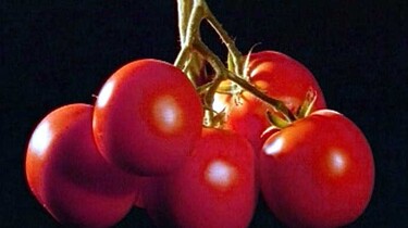Hoe groeit een tomaat?