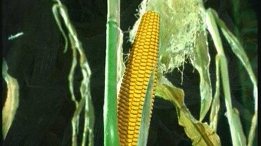 Hoe groeit maïs?