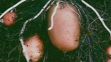 De aardappel