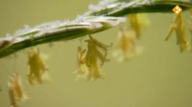 Nieuws uit de natuur: Gras