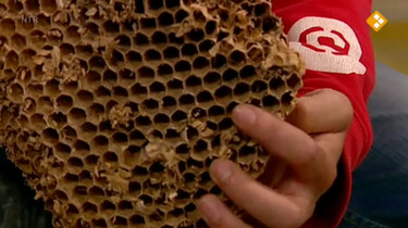 Nieuws uit de natuur: Wespen