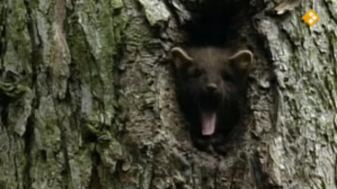 Nieuws uit de natuur: Zoogdieren