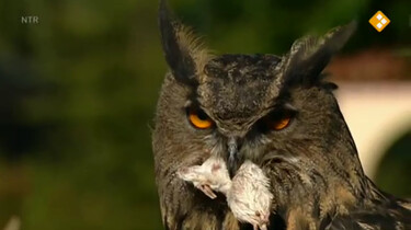Nieuws uit de natuur: Roofvogels