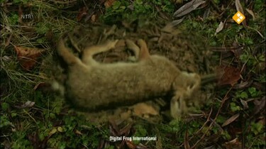 Het Klokhuis: Dieren bewaren