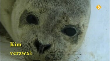 Het Klokhuis: Zeehondenopvang