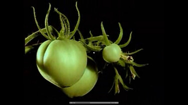 Bio-bits vmbo: planten: Bloemen en vruchten