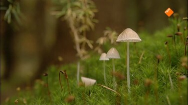 Het Klokhuis: Bosbouw