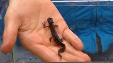 Huisje Boompje Beestje: De salamander
