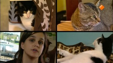 Het Klokhuis: Kattengedrag