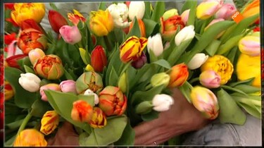 Het Klokhuis: Tulpen